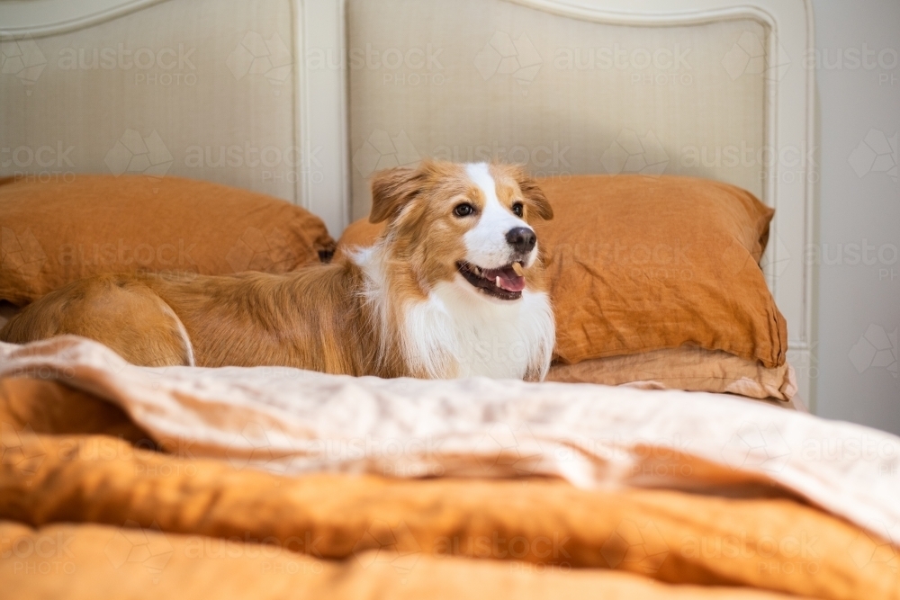 cheeky dog on bed - Australian Stock Image