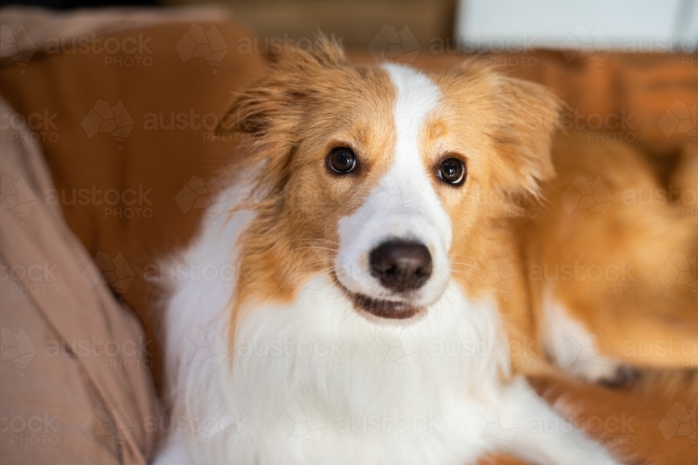 cheeky dog on bed - Australian Stock Image