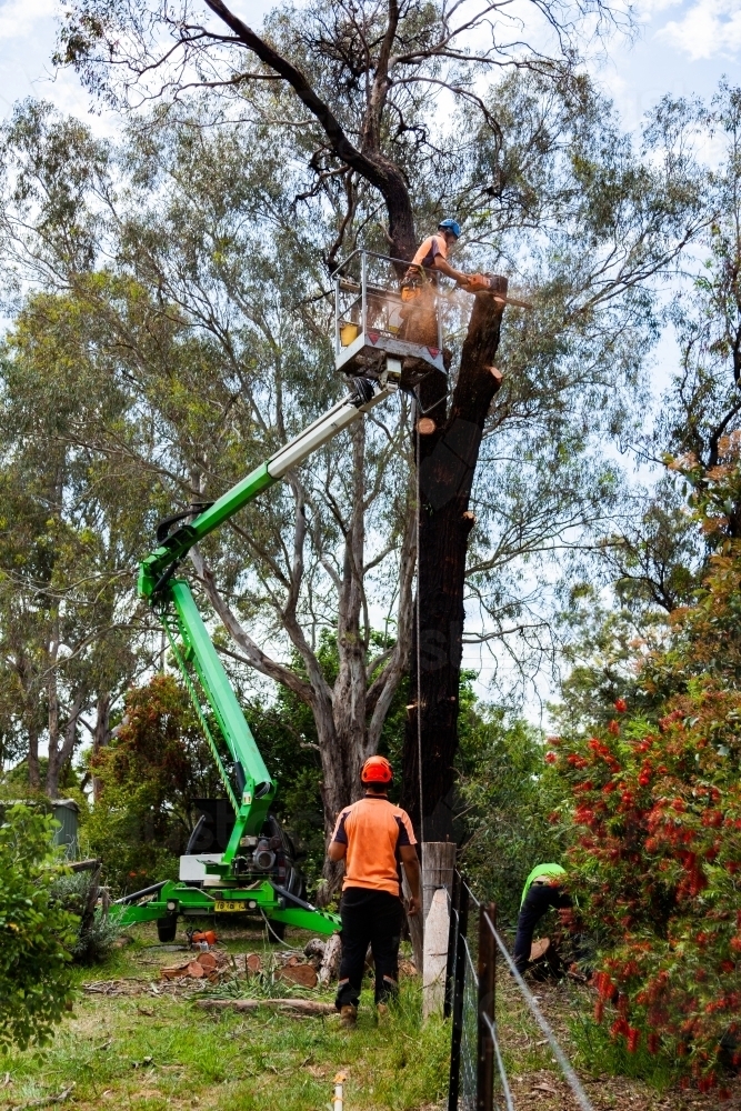 Cherry picker in small space in garden with workers removing dying iron bark tree - Australian Stock Image