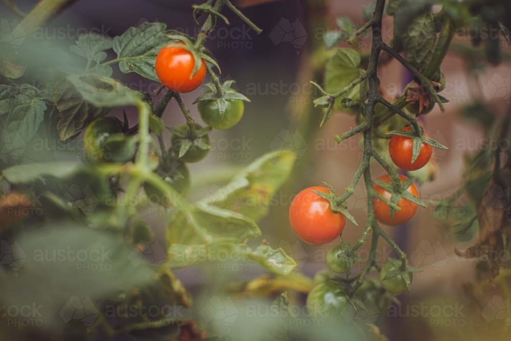 Cherry Tomatoes Growing in a Green Backyard Garden - Australian Stock Image