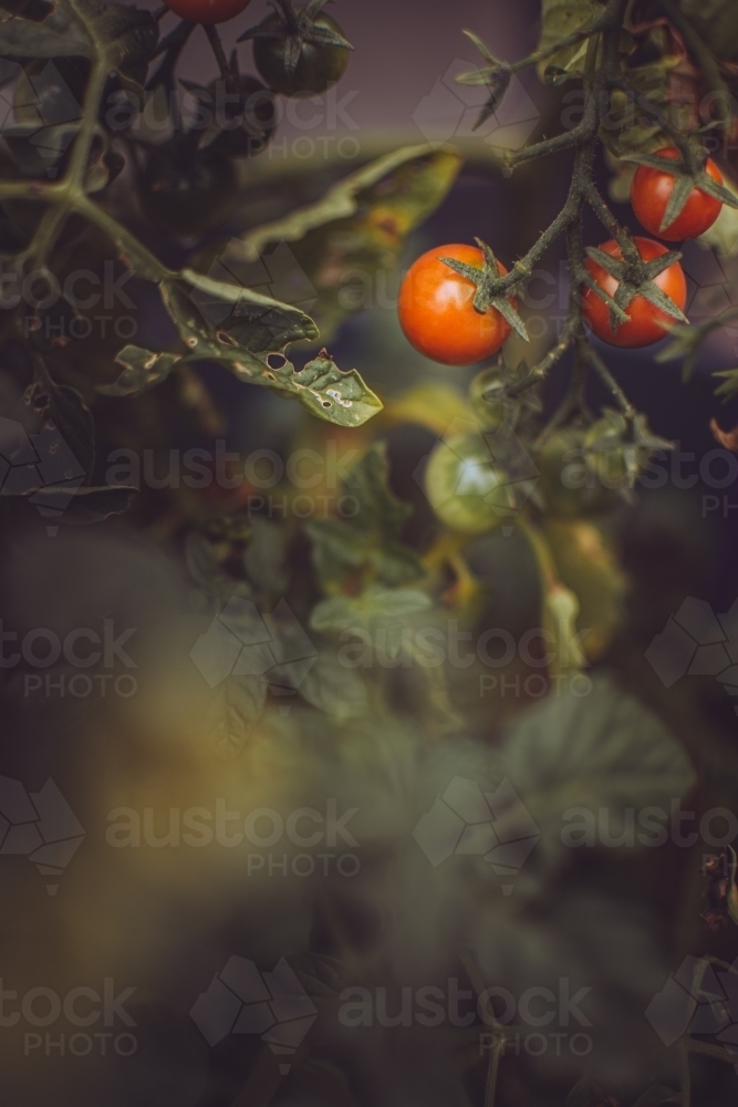 Cherry Tomatoes Growing in a Green Backyard Garden - Australian Stock Image