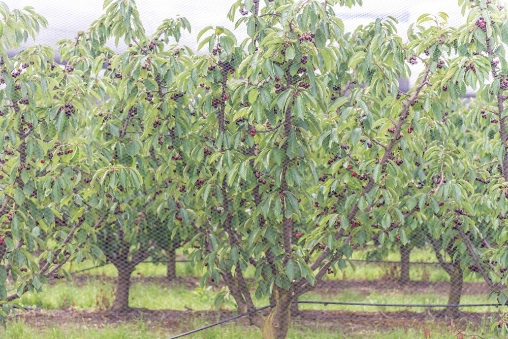 Cherry Trees - Australian Stock Image