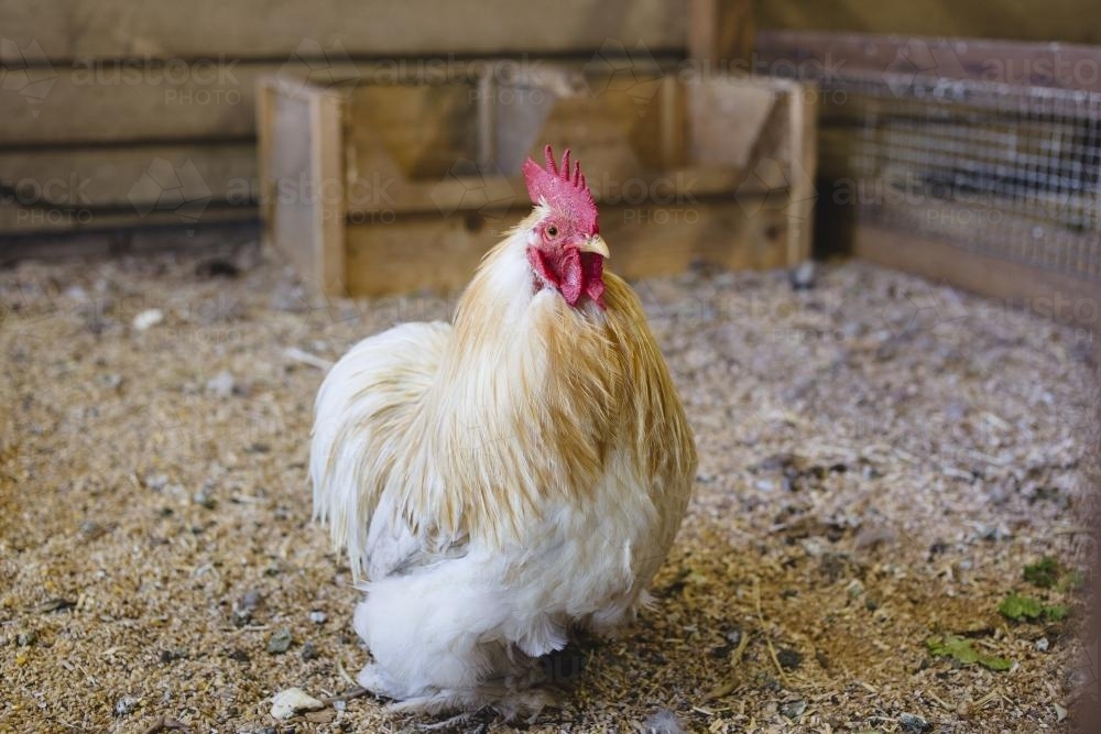 Chicken - Australian Stock Image