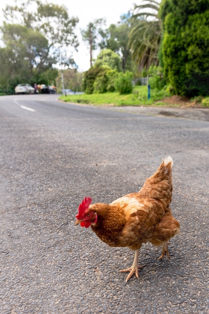 Image Of Chicken Crossing The Road Austockphoto 