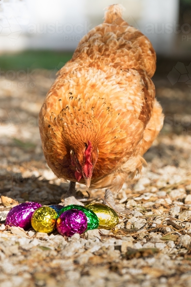 Chicken with bright and shiny chocolate eggs - Australian Stock Image