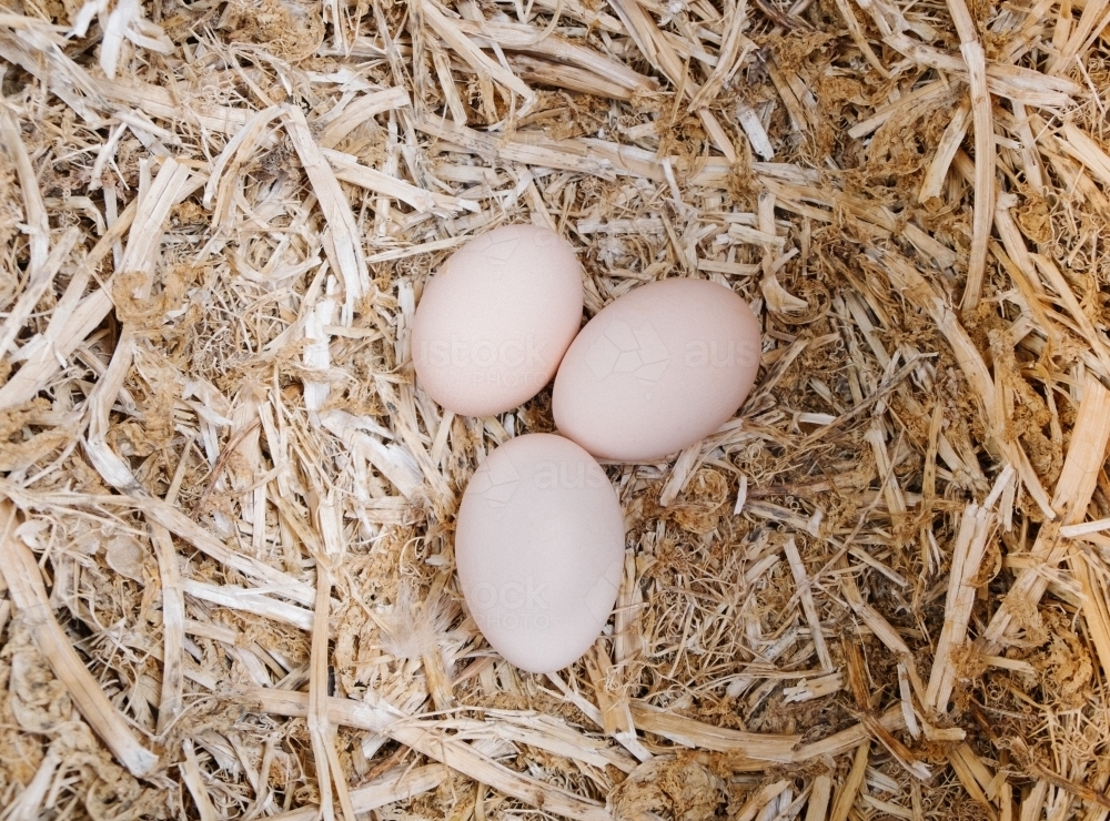 Chickens eggs still in the nest waiting to be collected - Australian Stock Image