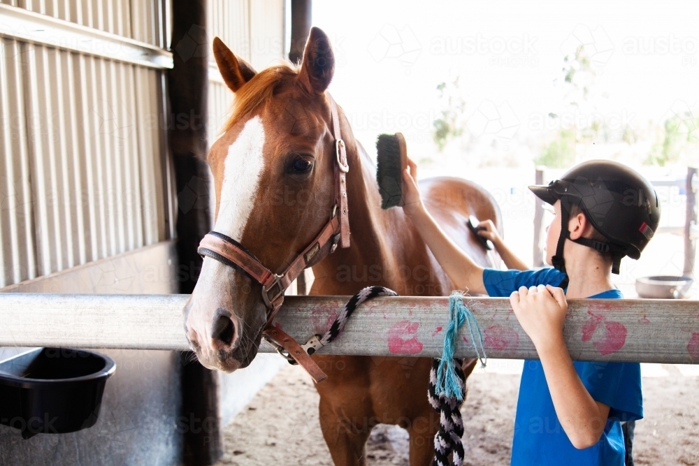 Child brushing down brown horse in shed - Australian Stock Image