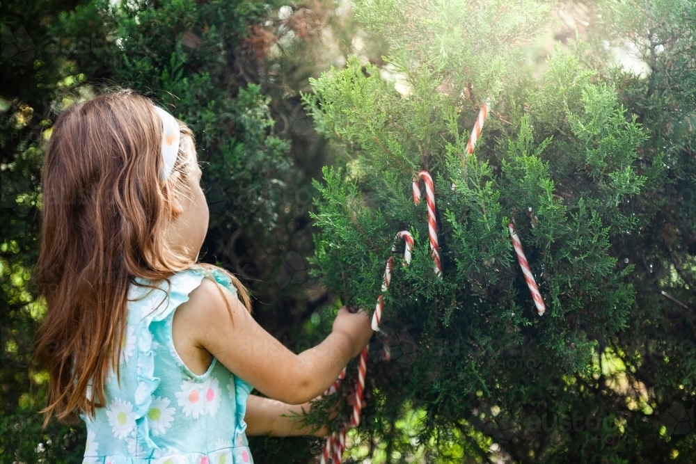 Child hanging candy canes on pine tree at christmas - Australian Stock Image