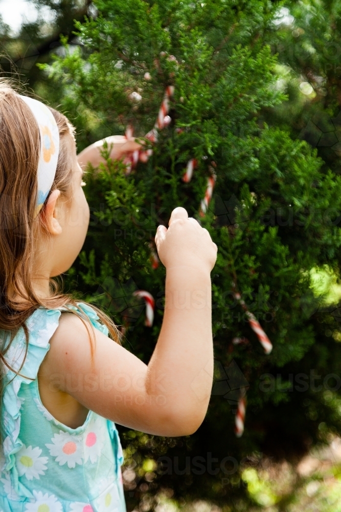 Child hanging candy canes on pine tree at christmas - Australian Stock Image