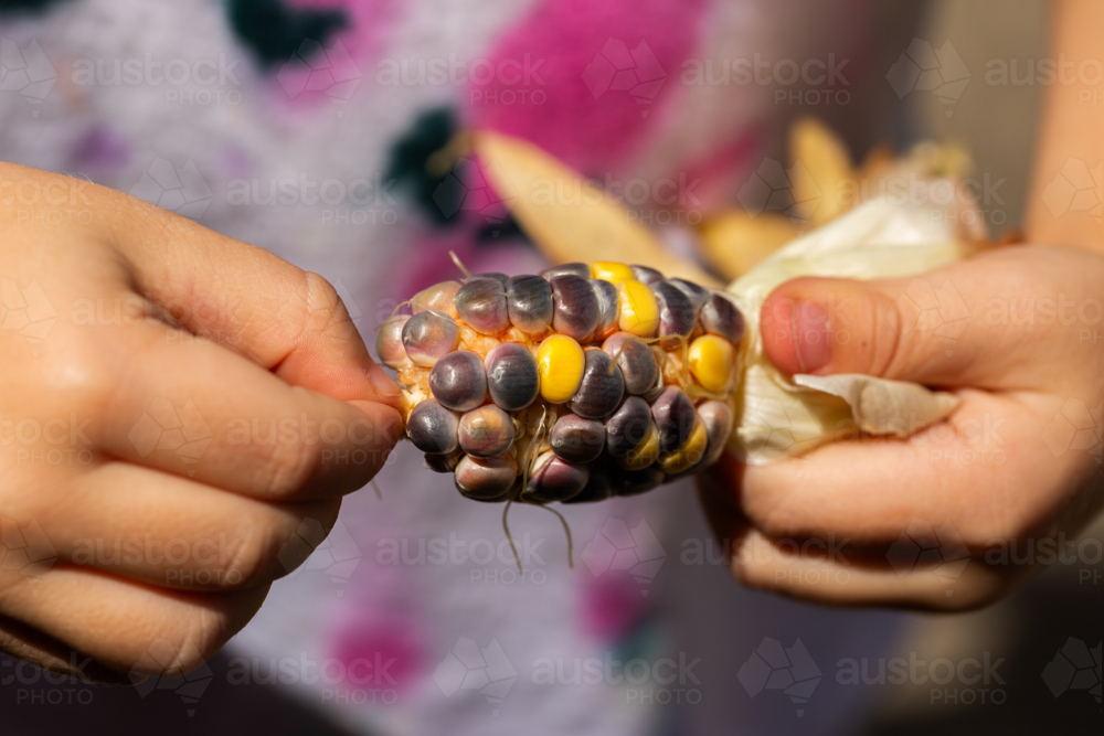 Child holding homegrown freshly harvested colourful popping corn from garden - Australian Stock Image