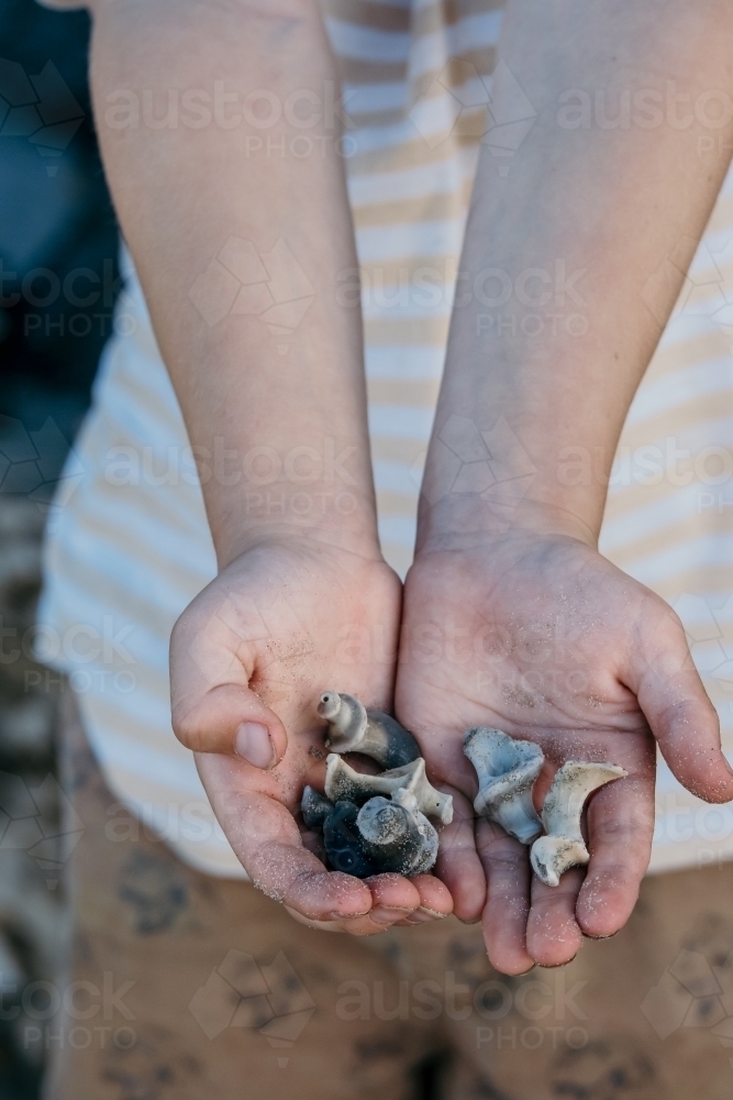 Child holding shells found on a beach. - Australian Stock Image