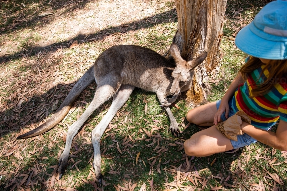 child interacting with a relaxed kangaroo - Australian Stock Image