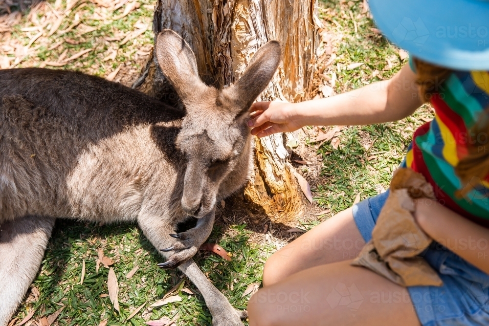 child patting a kangaroo under a paperbark tree - Australian Stock Image