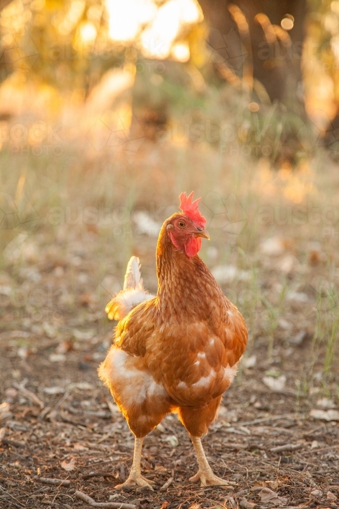 Chook standing looking at camera in the afternoon light - Australian Stock Image