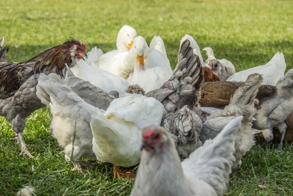 Chooks and ducks fighting to get to the food - Australian Stock Image