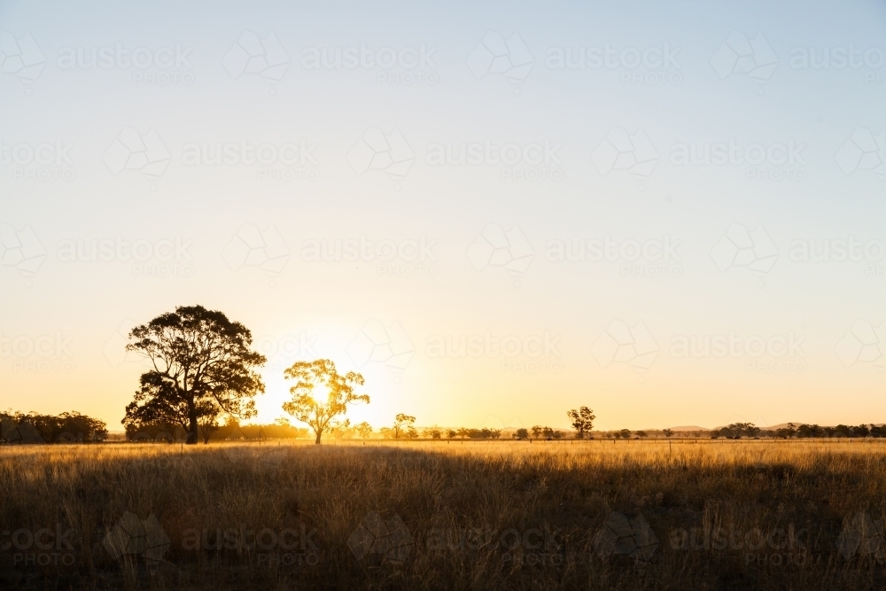 Clear sky and last golden light on farm paddock at sunset - Australian Stock Image