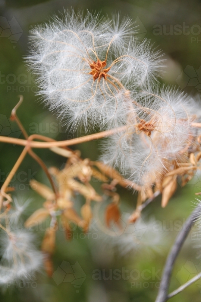 Clematis seed head - Australian Stock Image