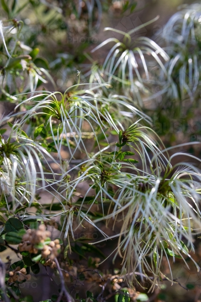 Clematis seed heads - Australian Stock Image