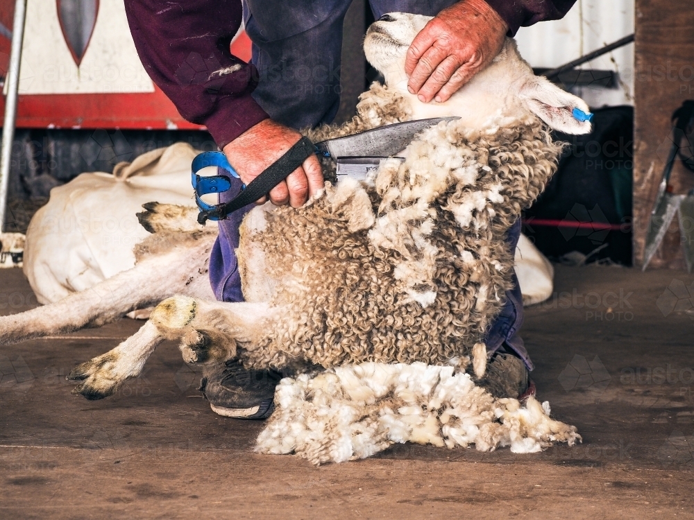 Click go the hand shears whilst shearing the sheep - Australian Stock Image