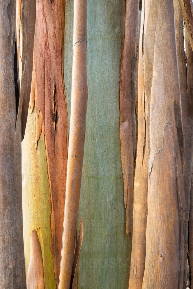 Close up details of bark peeling off a gum tree - Australian Stock Image