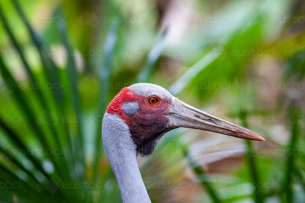 Close-up headshot of Brolga (Grus rubicunda), or Australian crane. - Australian Stock Image