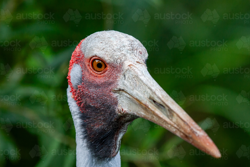 Close-up headshot of Brolga (Grus rubicunda), or Australian crane. - Australian Stock Image