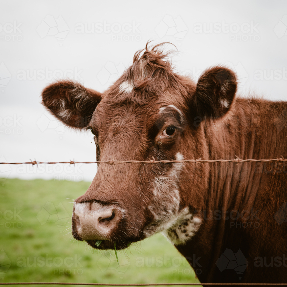 close up Hereford head in a field with barb wire - Australian Stock Image