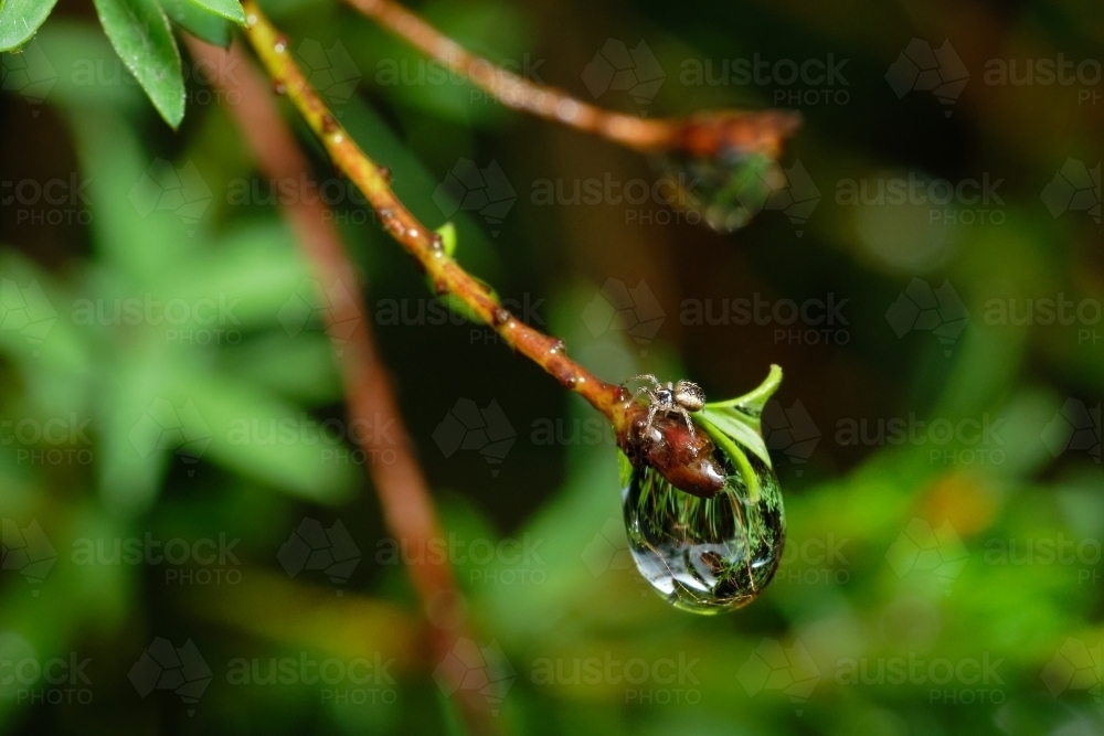 Close-up Image of Spider Atop Water Droplet - Australian Stock Image