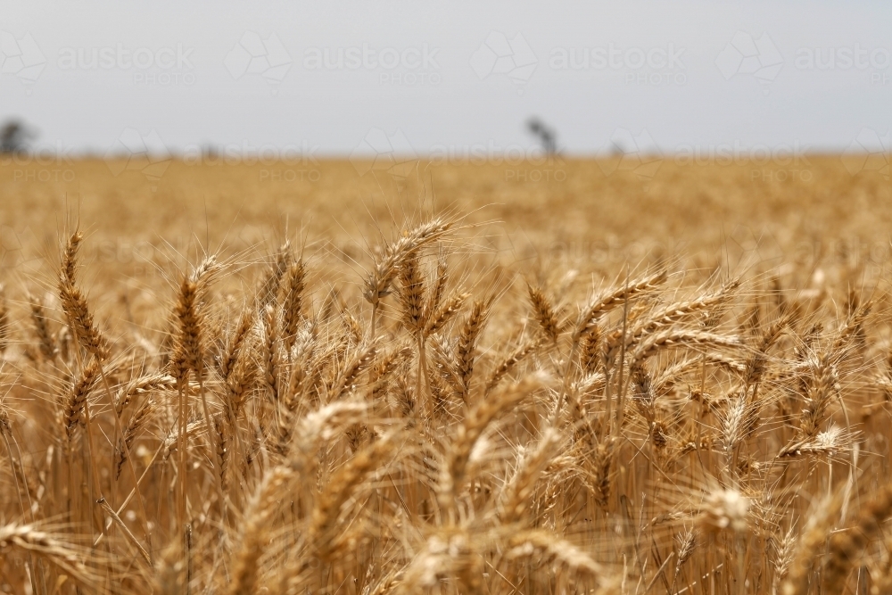 Close up image of wheat crop growing in paddock - Australian Stock Image