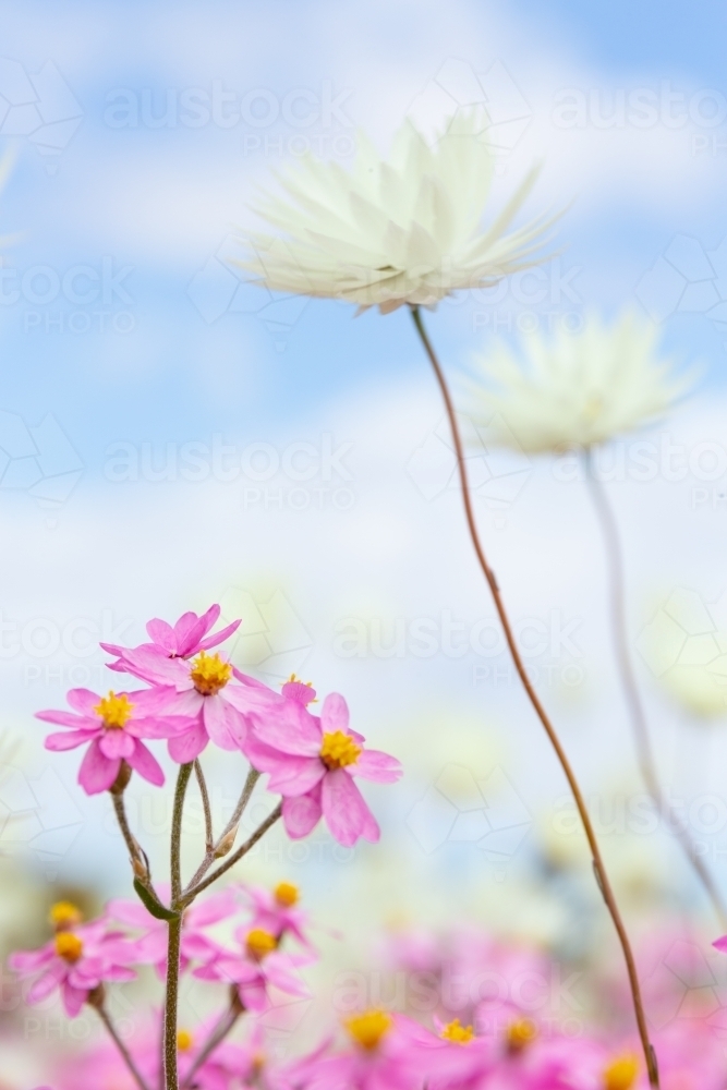 Close up low view of pink and white everlastings - Australian Stock Image