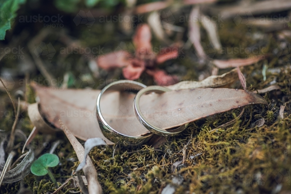 Close-up macro of wedding rings around a eucalyptus leaf on moss - Australian Stock Image