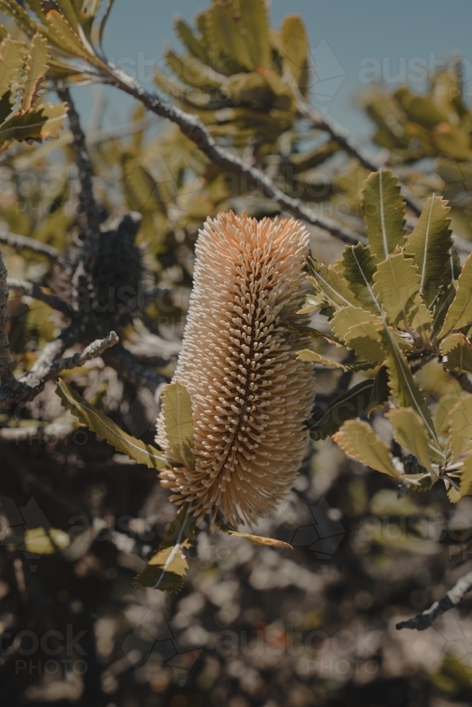 Close up of a Banksia as seen on a coastal walk. - Australian Stock Image