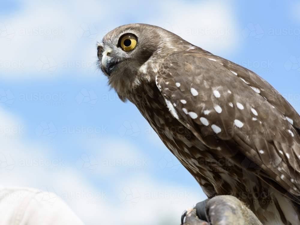 Close up of a Barking owl with blue sky and clouds - Australian Stock Image