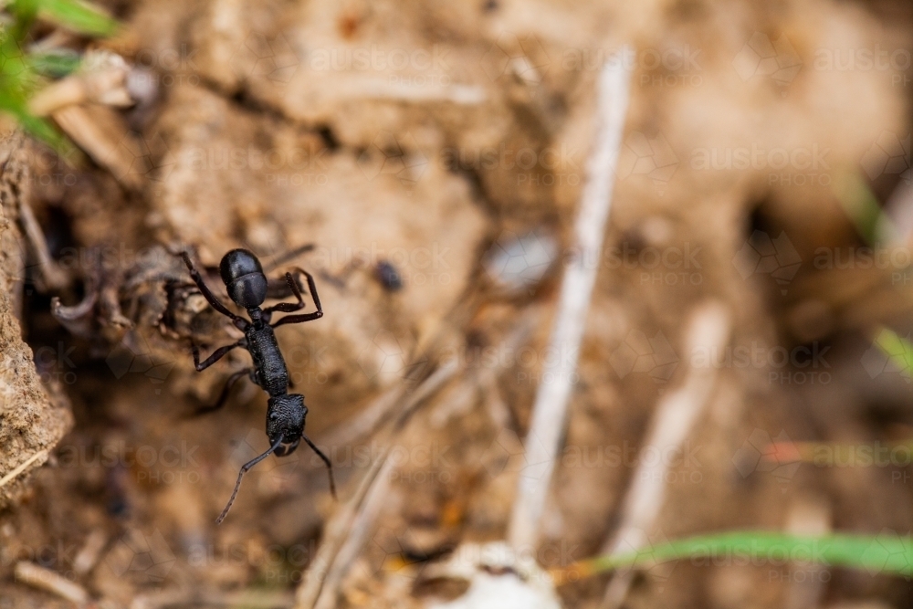 Close up of a black ant standing guard at nest entrance - Australian Stock Image