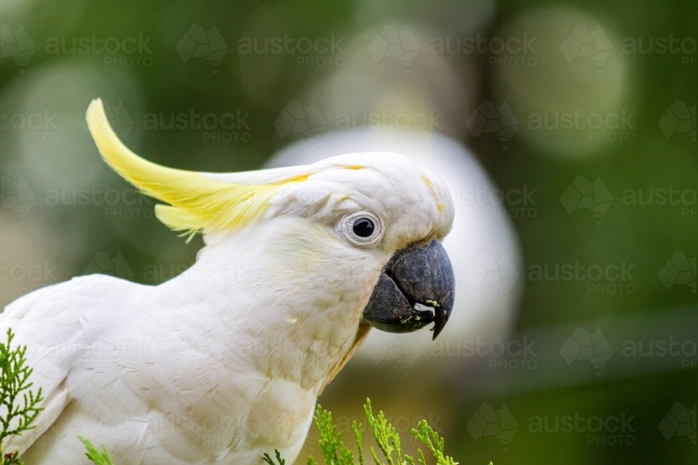 Close up of a Cockatoo perched in a tree. - Australian Stock Image