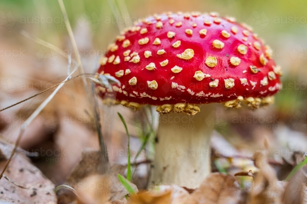 Close up of a colourful toadstool in leaf mulch - Australian Stock Image