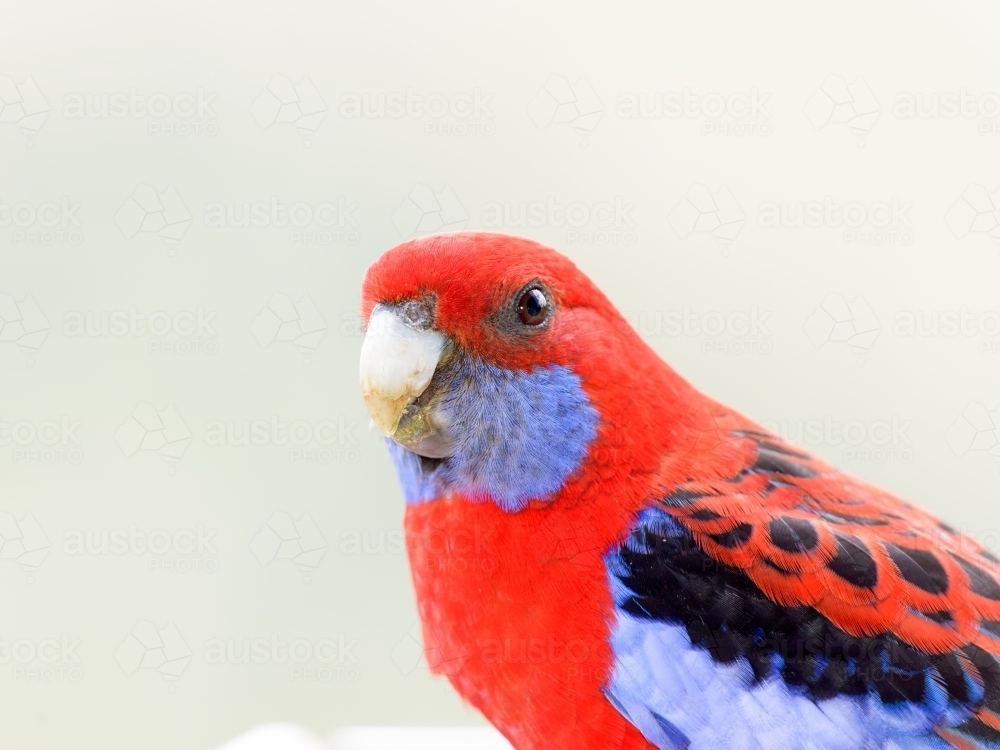 Close up of a Crimson Rosella with blurred soft very pale green background - Australian Stock Image