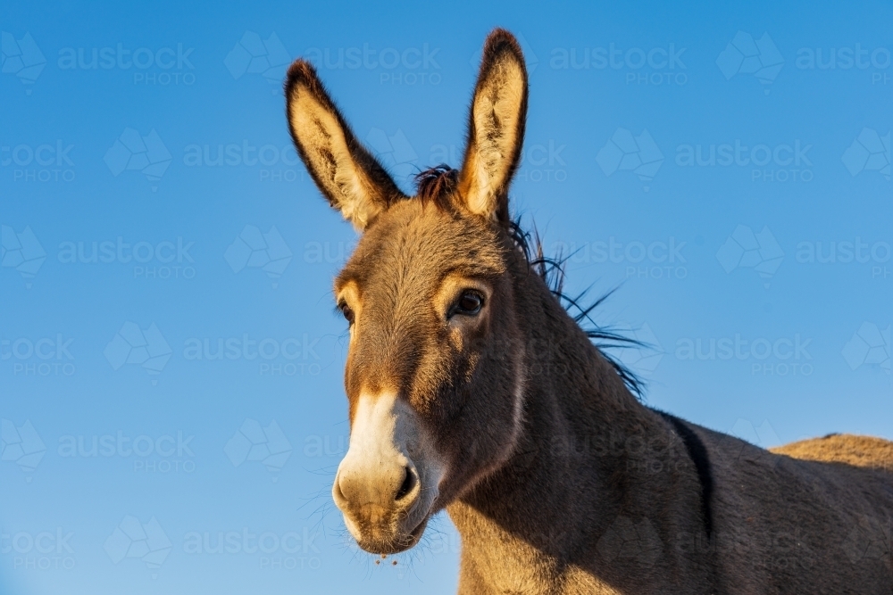 Close up of a donkey's head with big ears against a blue sky - Australian Stock Image