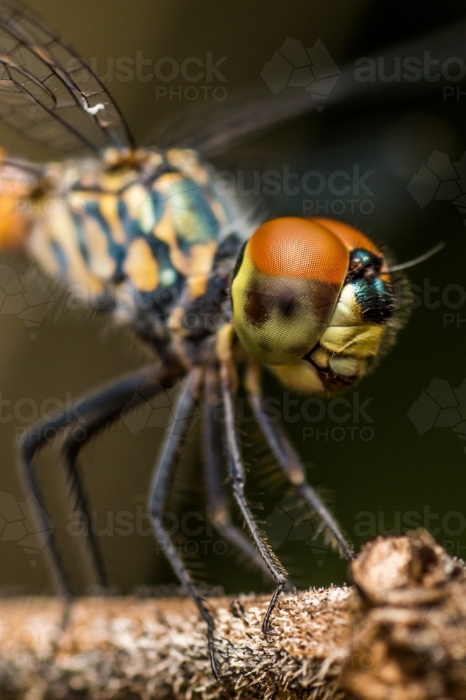 Close-up of a dragonfly perched on a branch of a tree. - Australian Stock Image