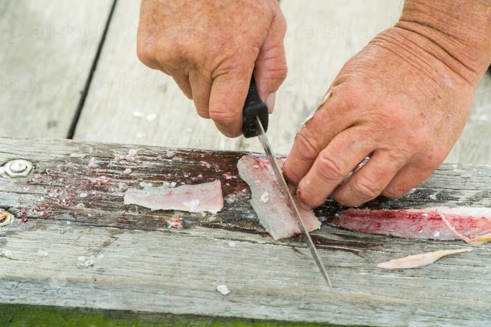 Close up of a fisherman's hands cutting up bait fish - Australian Stock Image