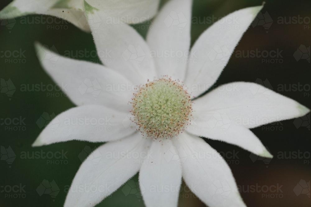 Close up of a Flannel Flower - Australian Stock Image