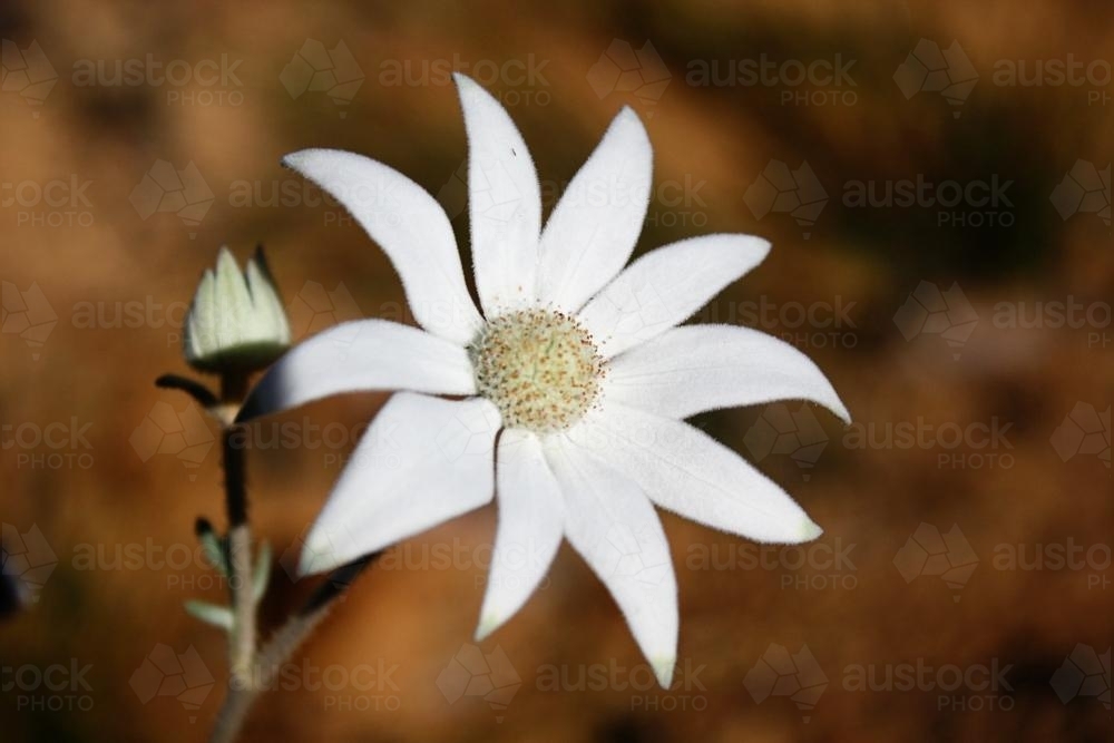 Close up of a Flannel Flower - Australian Stock Image