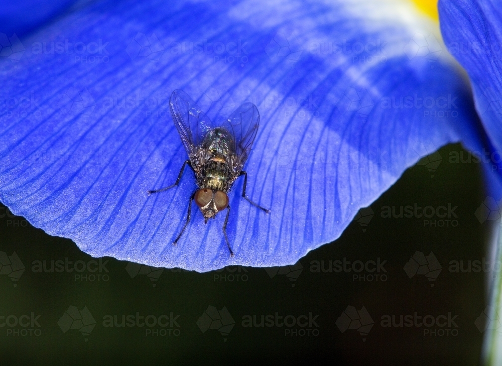 Close up of a fly on a petal - Australian Stock Image