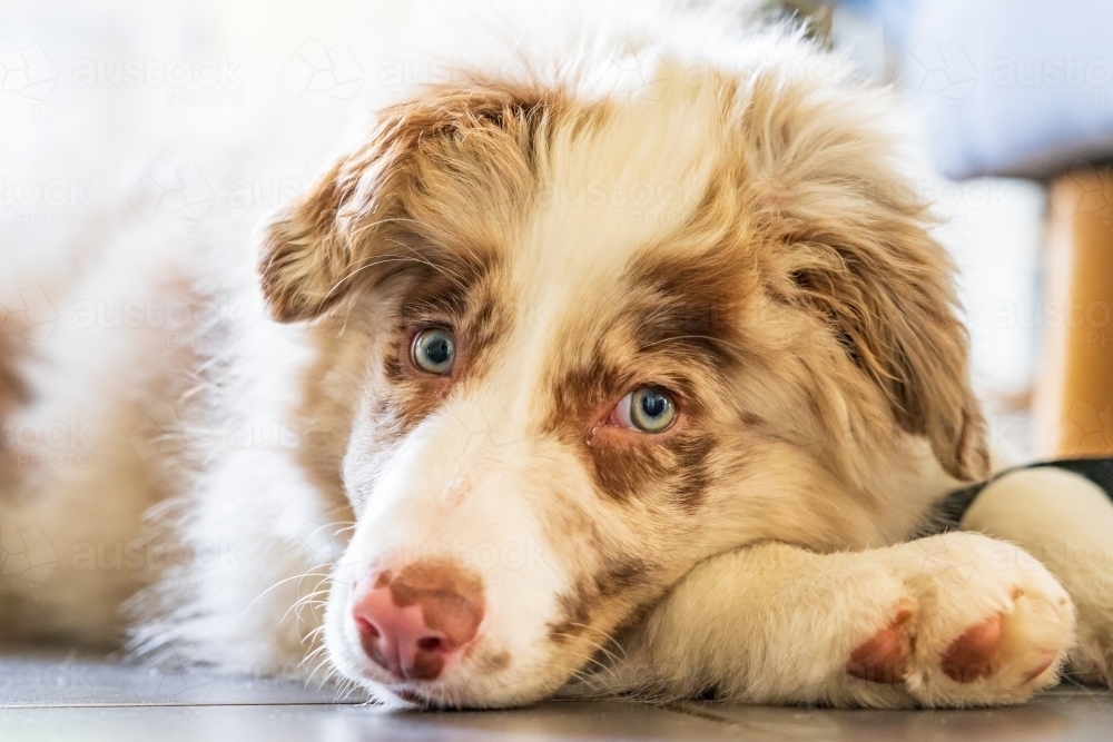 Close up of a furry puppy's face with floppy ears resting his chin on the floor - Australian Stock Image