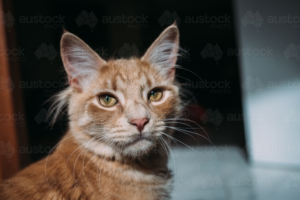 Close up of a ginger cat - Australian Stock Image