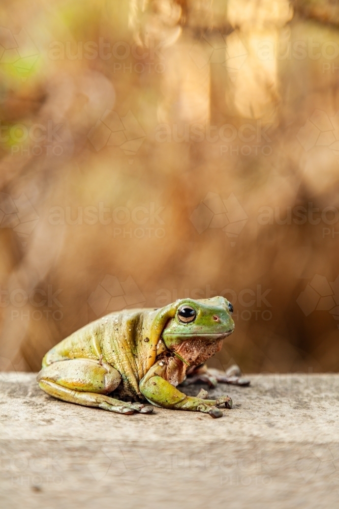 Close up of a green frog sitting on concrete slab - Australian Stock Image