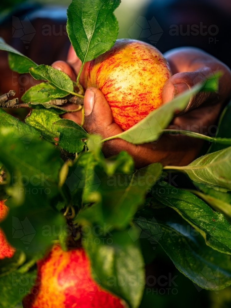 Close-up of a hand picking apple from the tree - Australian Stock Image