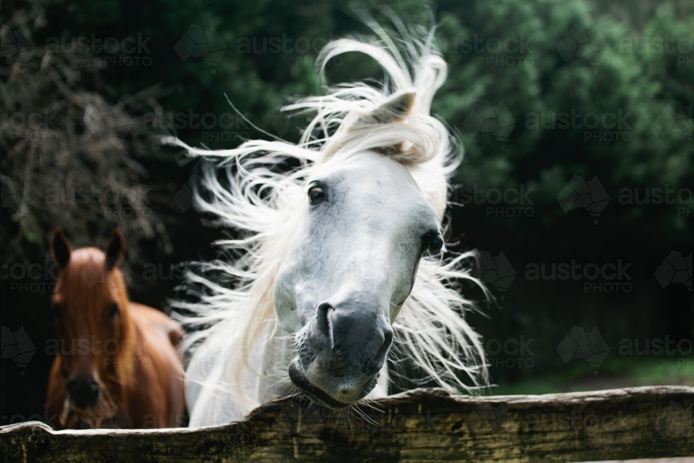 Close up of a horse shaking its head - Australian Stock Image