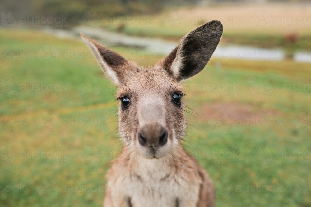 Close up of a kangaroo - Australian Stock Image