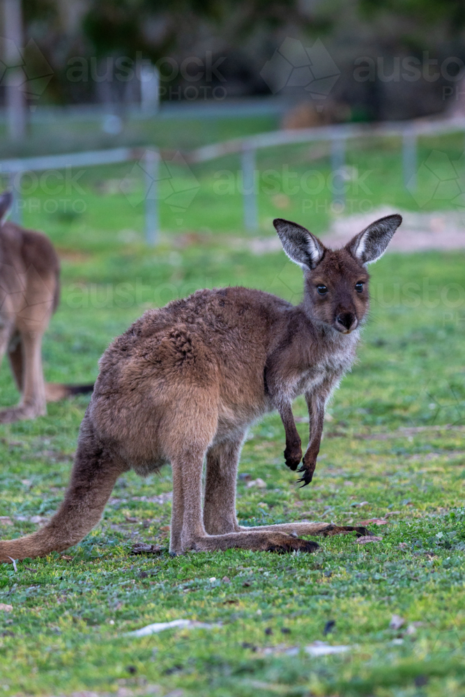 Close up of a kangaroo grazing the grassy field looking at the camera - Australian Stock Image